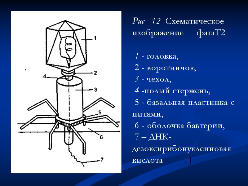 Рис   12  Схематическое изображение     фагаТ2  